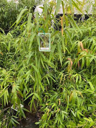 Bambusa vulgaris 'Wamin'   Buddha Belly - Image 2