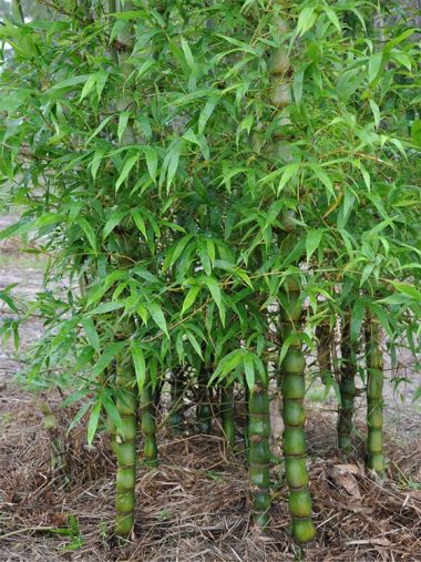 Bambusa vulgaris 'Wamin'   Buddha Belly