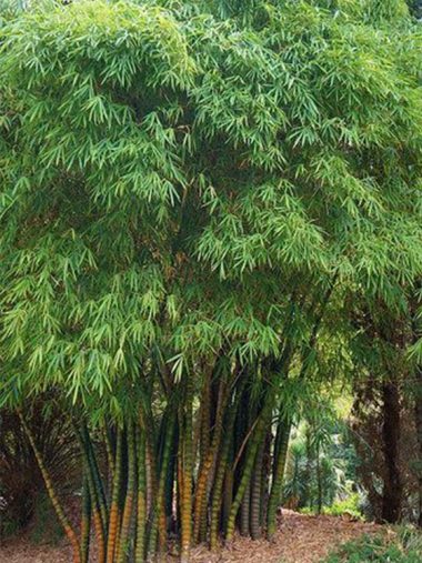 Bambusa vulgaris 'Wamin'   Buddha Belly - Image 3