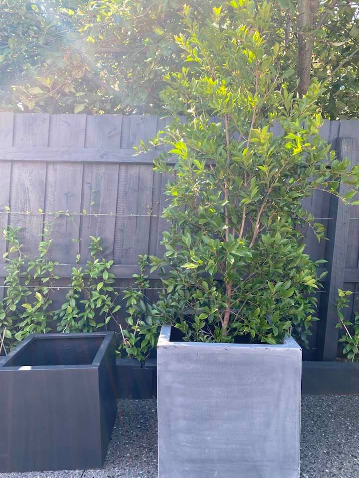 Box Square Pot Lightweight Planter Boxes – Square - Bamboo Plus
