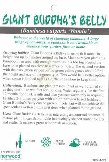Bambusa vulgaris 'Wamin'   Buddha Belly - Image 4