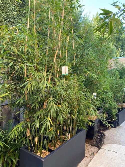 Bamboo Gracilis Melbourne For Sale Bambusa Textilis Gracilis