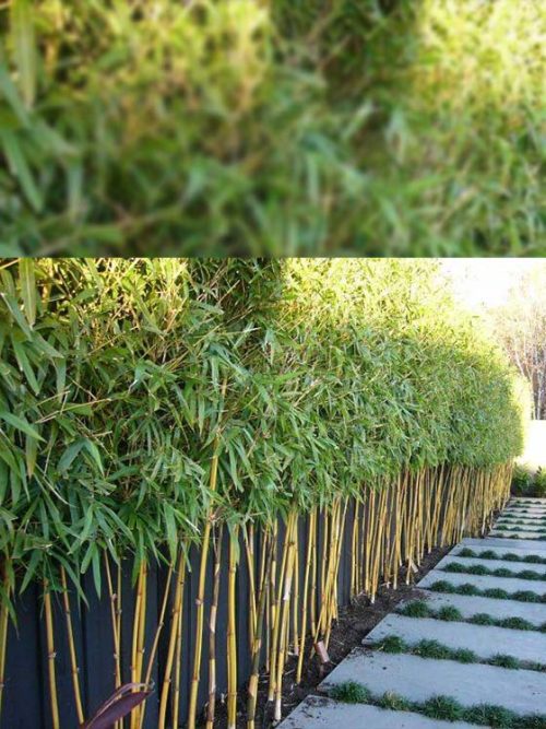 Bambusa eutuldoides 'ViridiVittata' China Gold Bamboo Plus