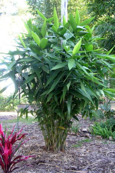 Thysanolaena maxima  'Tiger Grass'