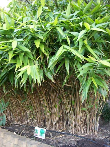 Thysanolaena maxima  'Tiger Grass' - Image 6