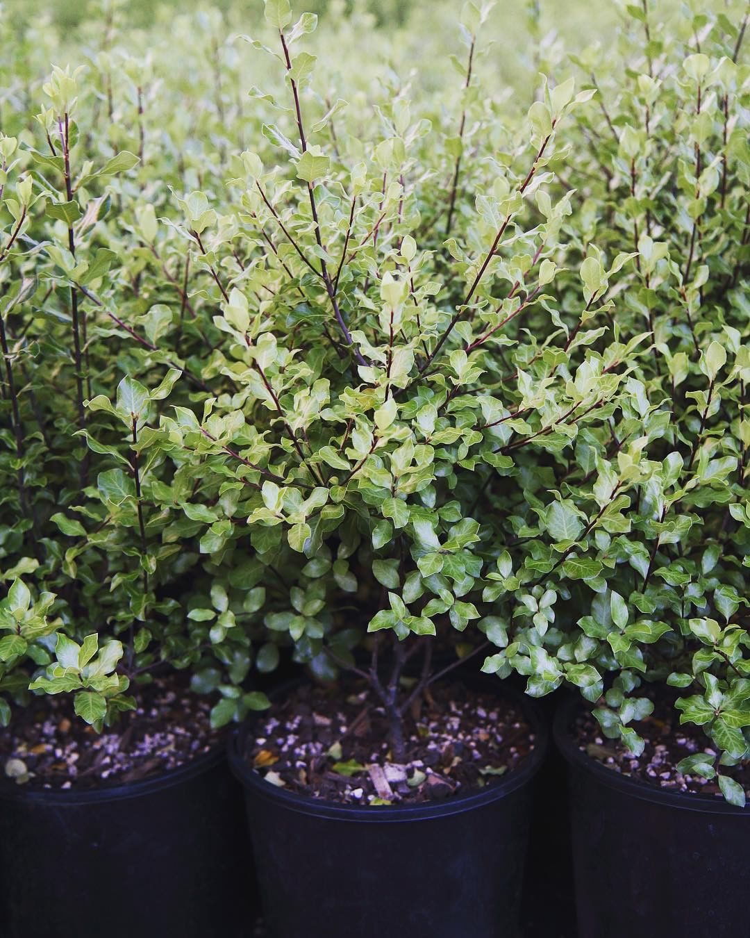 Pittosporum Tenuifolium Screen Master - Bamboo Plus