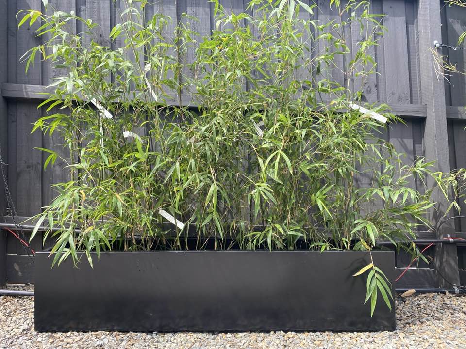 Planter Boxes Melbourne Bamboo Planter Box Bamboo Plus