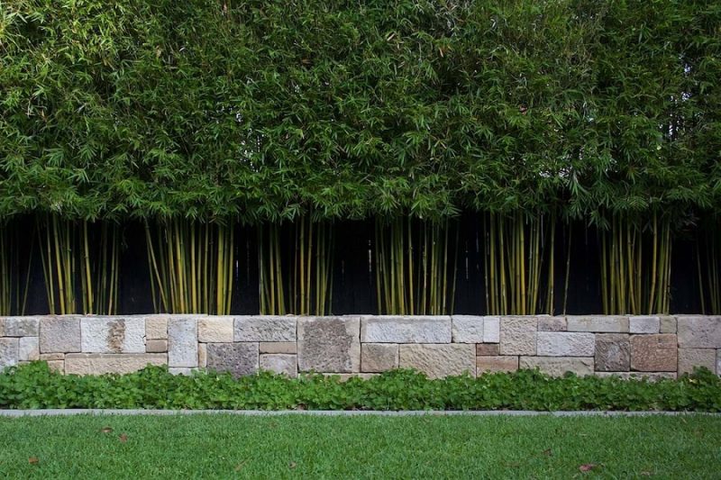 Bamboo Screening Plants Melbourne Bamboo Plus