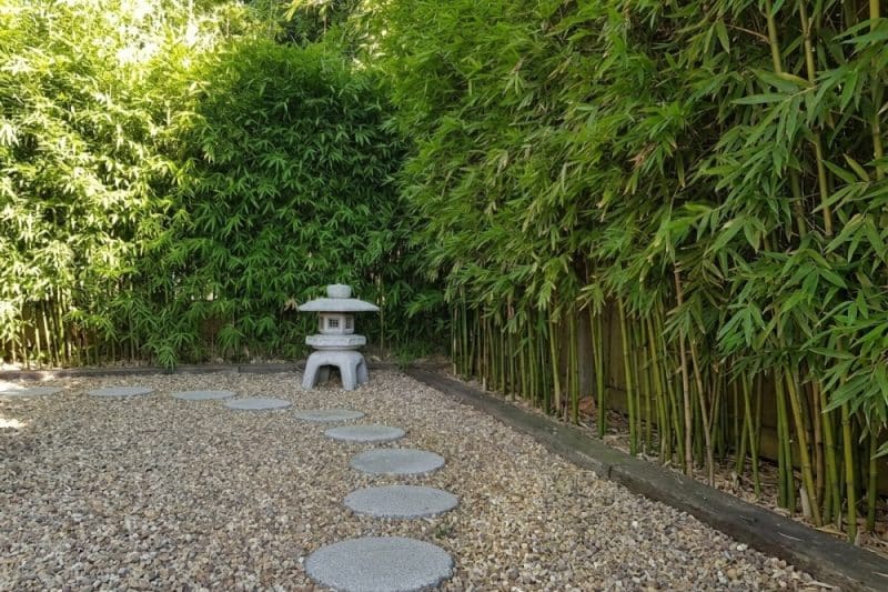 Bamboo back yard Privacy Screening