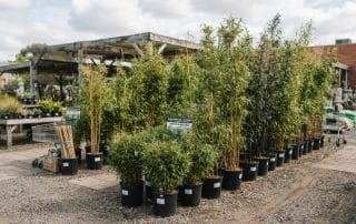 The Best Bamboo Plants for Melbourne Gardens